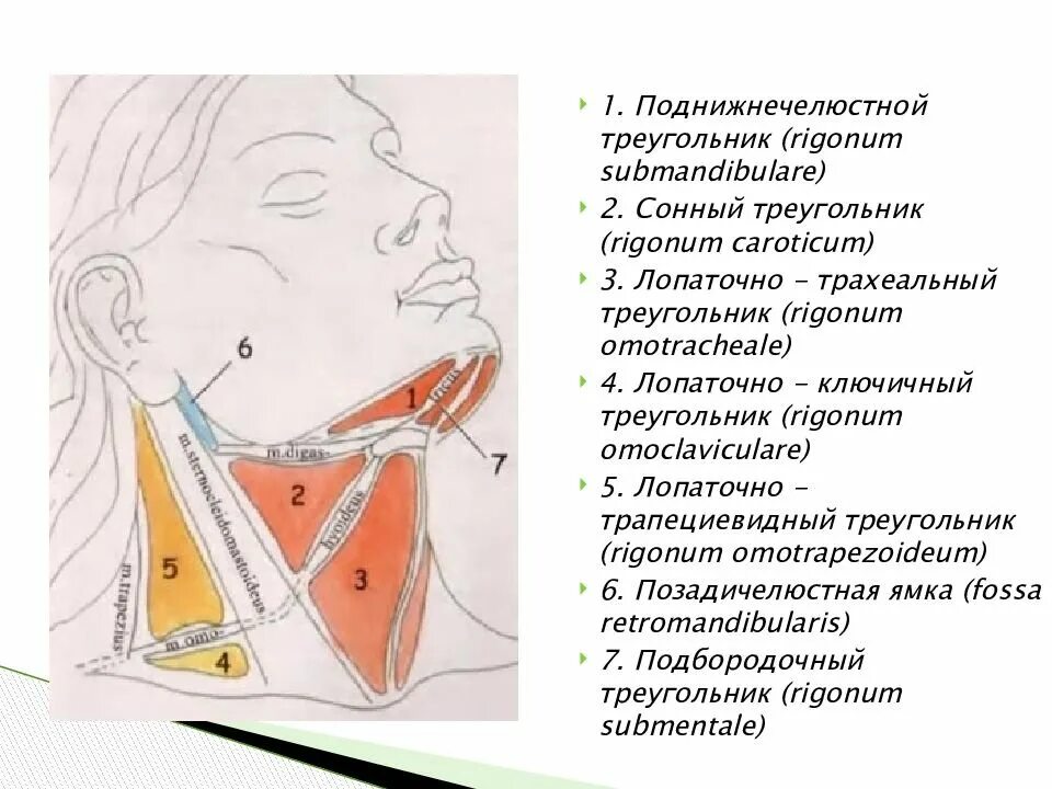 Содержимое шеи. Поднижнечелюстной треугольник шеи анатомия. треугольники шеи топографическая анатомия. сонный треугольник шеи топографическая анатомия.
