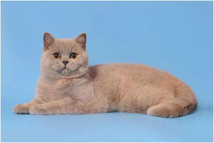 Британская лиловая кошка. Кот британец лиловый окрас. британская кошка лилового окраса. британец лиловый окрас. окрасы британских короткошерстных кошек солид лиловый.