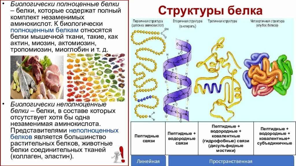 Структура белка тест. Структуры белка. Структура белков таблица. Строение белков. Белки строение.