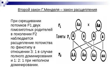Гомозиготное потомство получают при скрещивании
