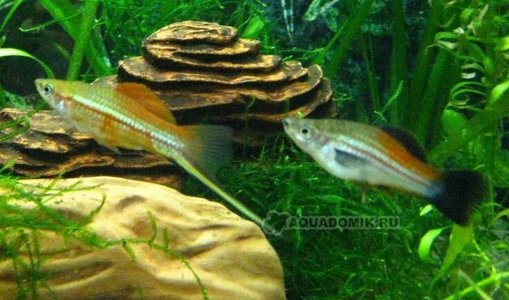 Зеленый меченосец фото Green Swordtail Diapteron Shop