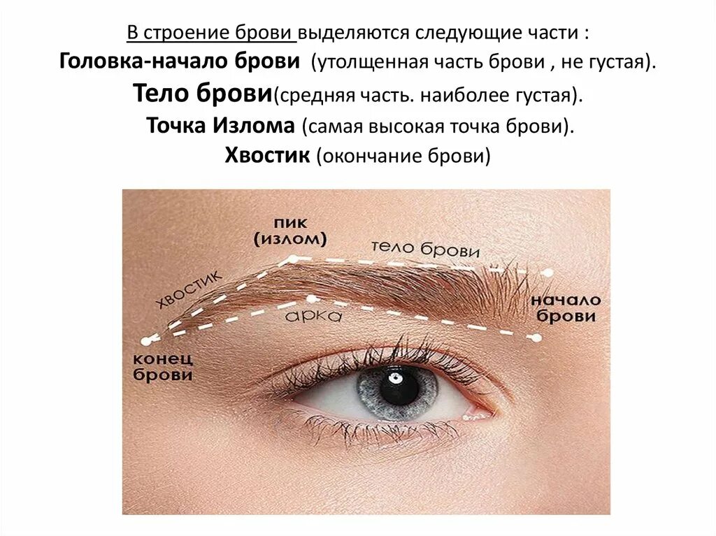 Какую функцию выполняют брови. Строение волосков брови. структура волоса брови. строение формы бровей. структура волосков бровей.