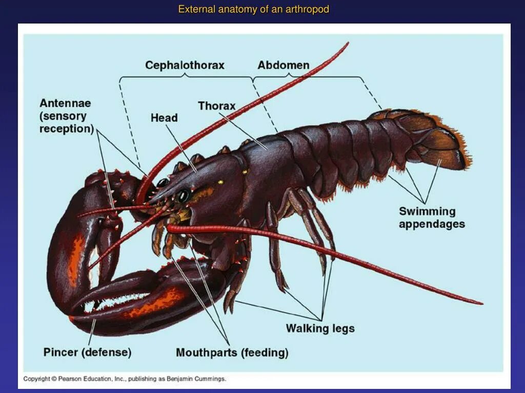 Членистоногие ракообразные строение. Строение Омара. Лобстер внутреннее строение. Внутреннее строение Омара. Речной рак головогрудь