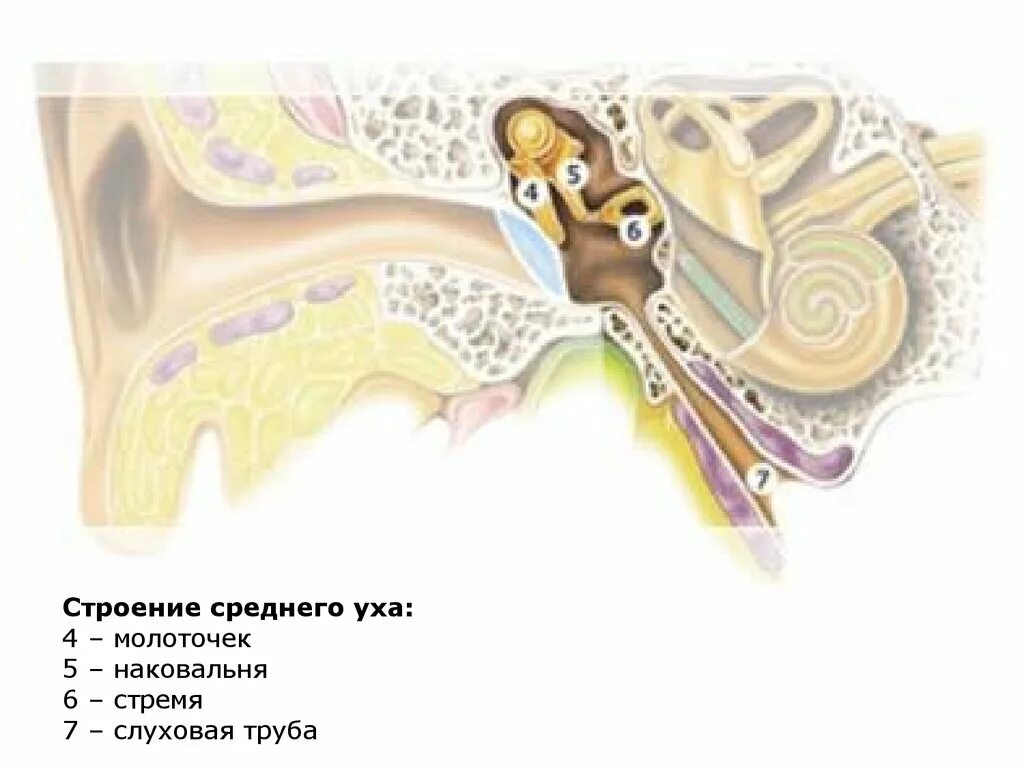 Среднее ухо молоточек. Строение слуховых косточек среднего уха. Косточка уха стремечко. Строение уха молоточек наковальня. Барабанная перепонка овальное окошко