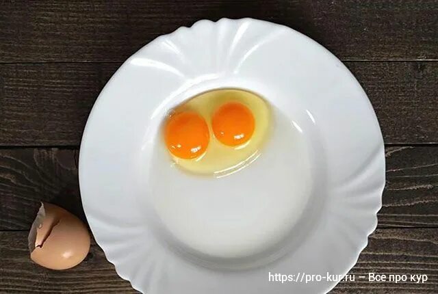 Два желтка примета. Двухжелтковое яйцо. Двухжелтковые коричневые яйца. Птенцы из двухжелткового яйца. Яйцо двухжелтковое Белгород.