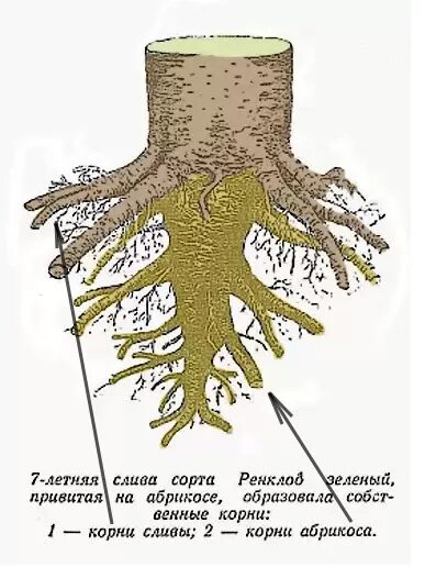 Абрикос дерево корневая система. Корневая система груши глубина.