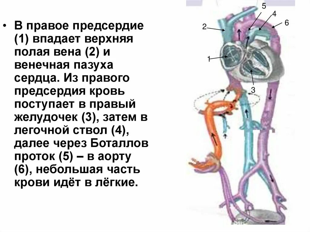 3 в левое предсердие впадают. Нижняя полая Вена и правое предсердие. В правое предсердие впадает Вена. Нижняя полая Вена впадает в правое предсердие на уровне. Нижняя полая Вена впадает.