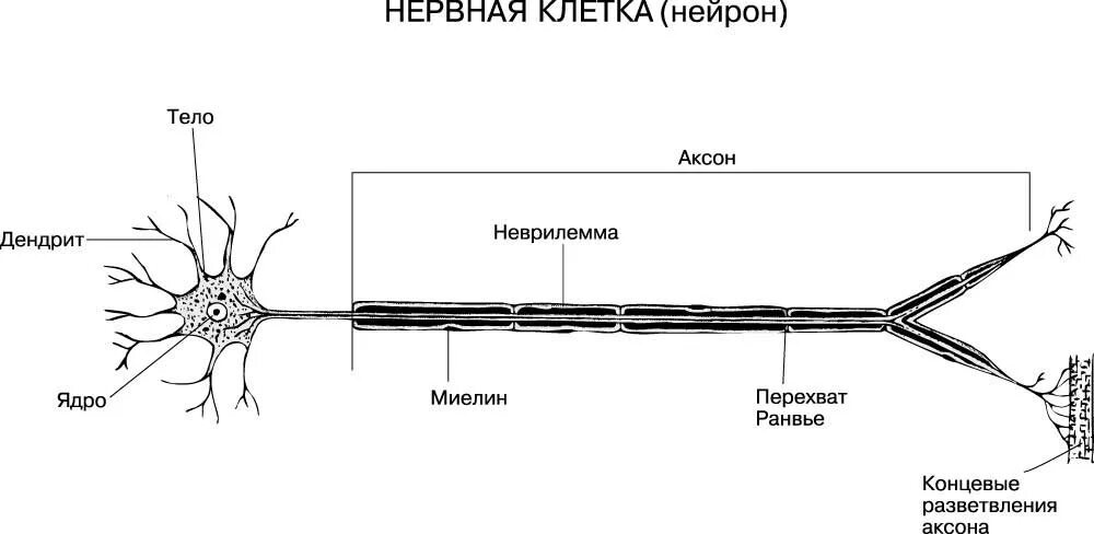 Нервная система человека Нейроны строение. Нервная ткань Нейрон. Нервная система строение нейрона. На схеме строения нейрона миелиновая оболочка.