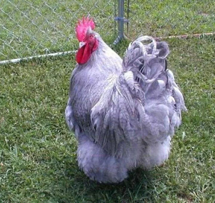 Виандот лаванда петух. Орпингтон лаванда. Брама лаванда. Куры лаванда. Петух орпингтон.