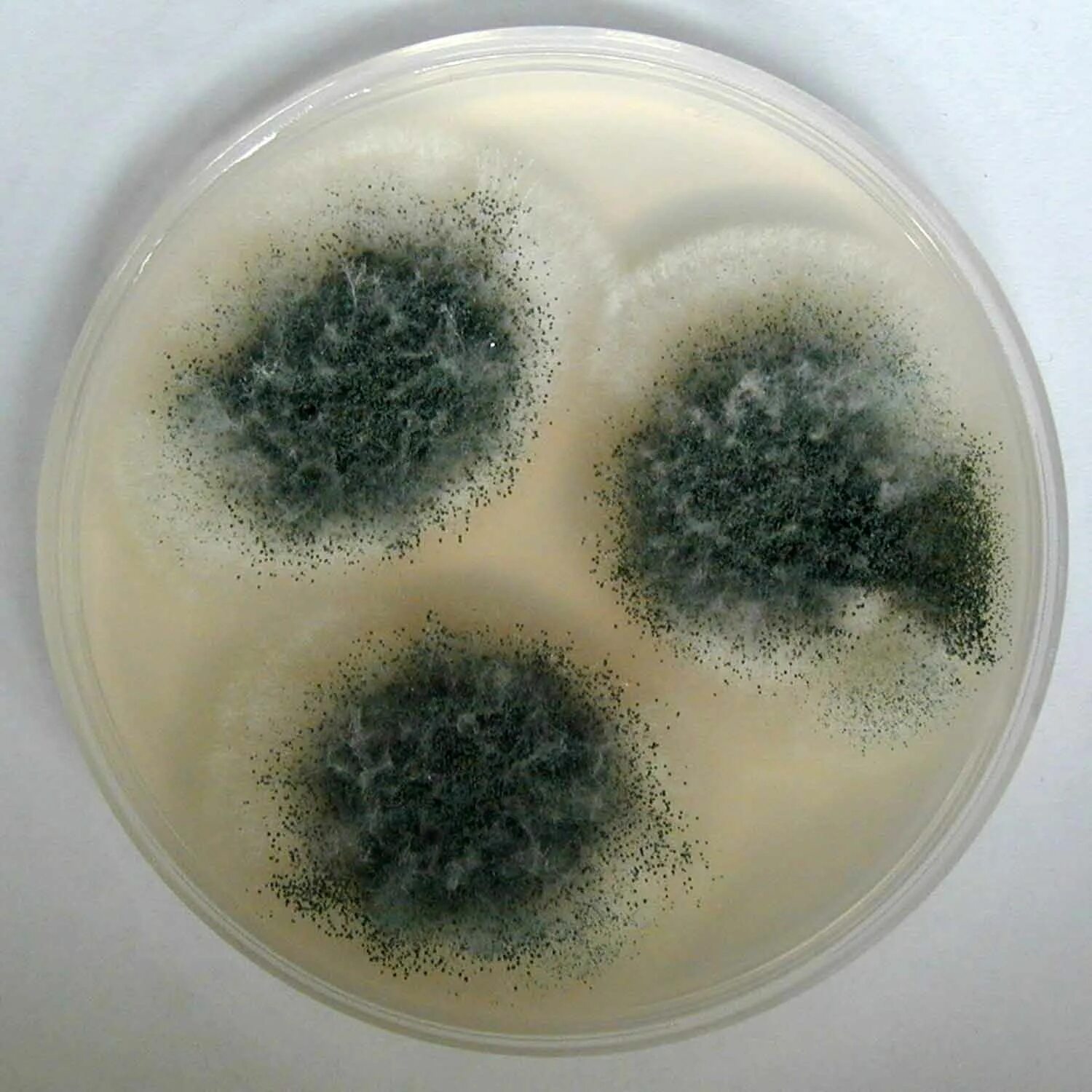 Штамм Aspergillus oryzae. Aspergillus clavatus. Плесневые грибы аспергиллус. Черная плесень аспергиллус. Плесень на семенах