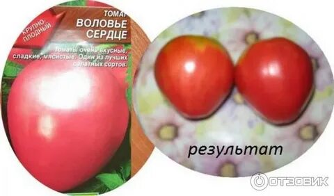 Воловье сердце фото и описание