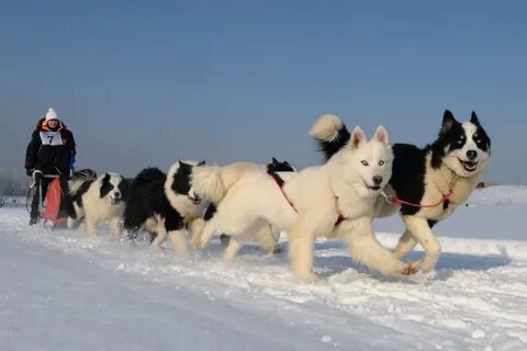 Лайка ездовая собака