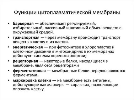 3 функции цитоплазматической мембраны