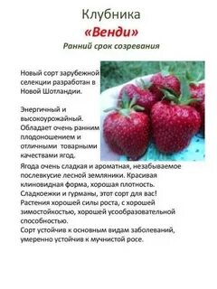 Срок клубники
