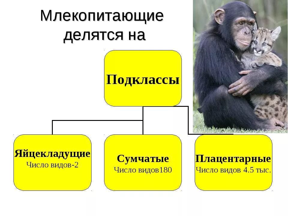 Млекопитающие делятся на группы