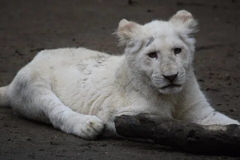 Белый лев коротко