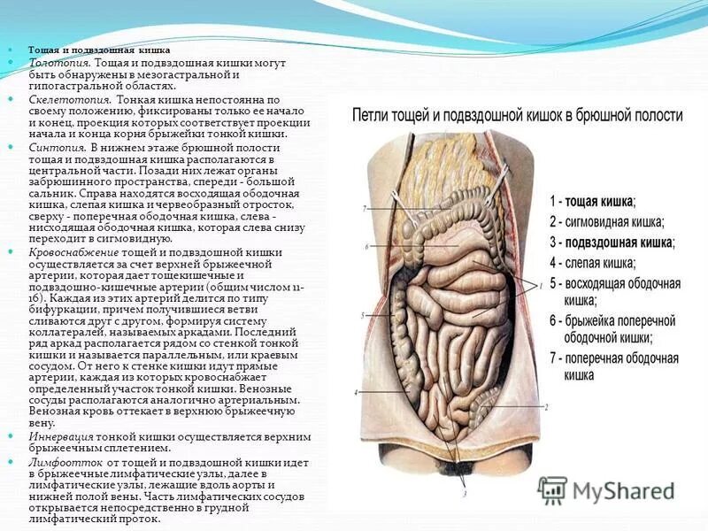 Тощая кишка. Тощая кишка голотопия синтопия скелетотопия. Скелетотопия подвздошной кишки. Скелетотопия тощей кишки. Тощая и подвздошная кишка анатомия.