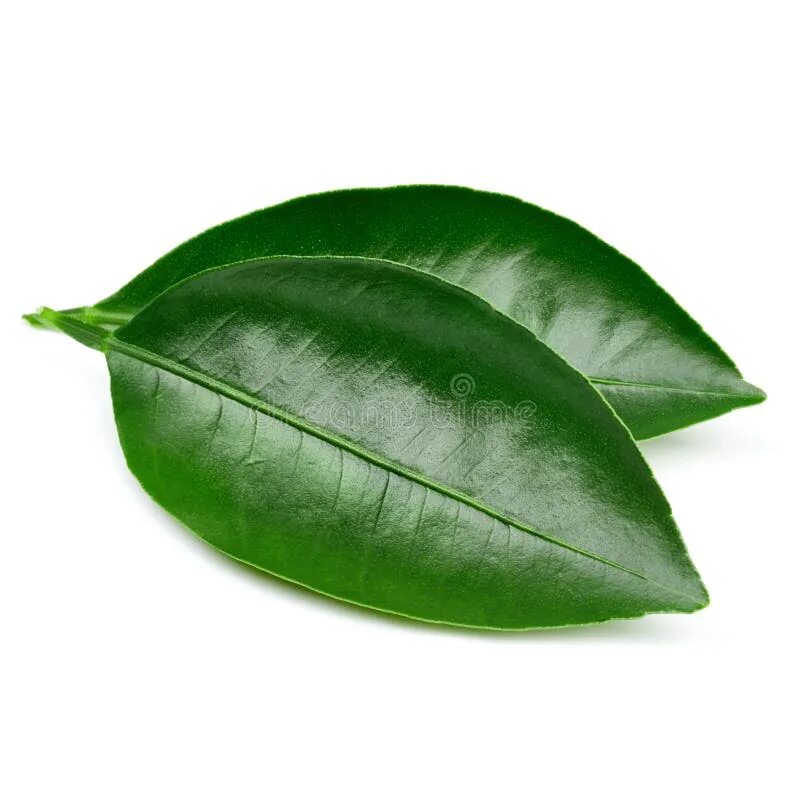 Citrus leaves. Болезни лимонного дерева. Антракноз цитрусовых. Первые листочки лимона. Лист лимонного дерева текстура.