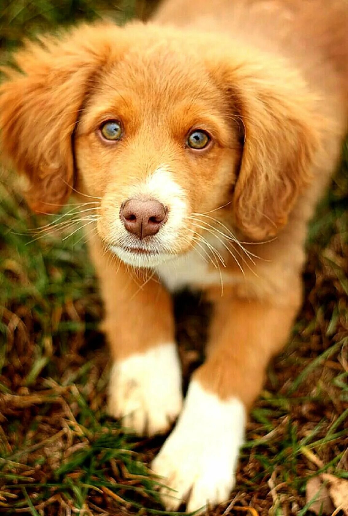 Вислоухие породы собак. Рыжий щенок. Рыжая собака. Красивые собаки среднего размера. Рыжие породистые собаки.
