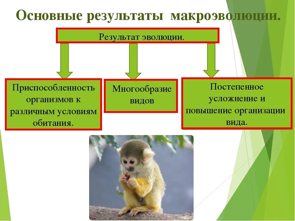 Результат микроэволюции появление. Результат макроэволюции. Результаты эволюции. Результаты эволюции: многообразие видов. Результаты эволюционного процесса.