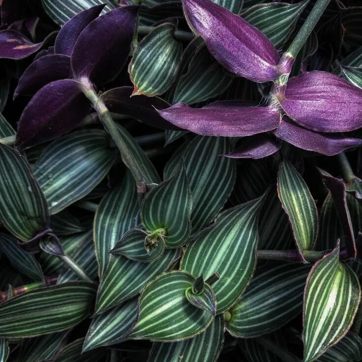 Традесканция элеганс. Традесканция элеганс. Каллизия изящная callisia elegans. Традесканция каллизия конгеста. Традесканция каллизия элеганс.