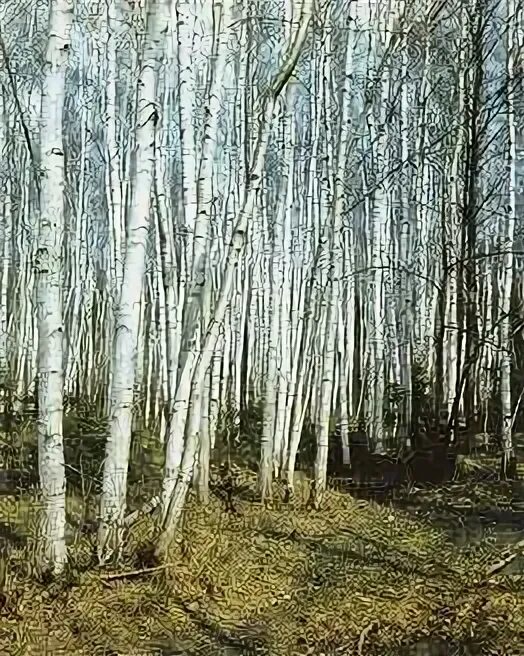 В каком лесу растет береза