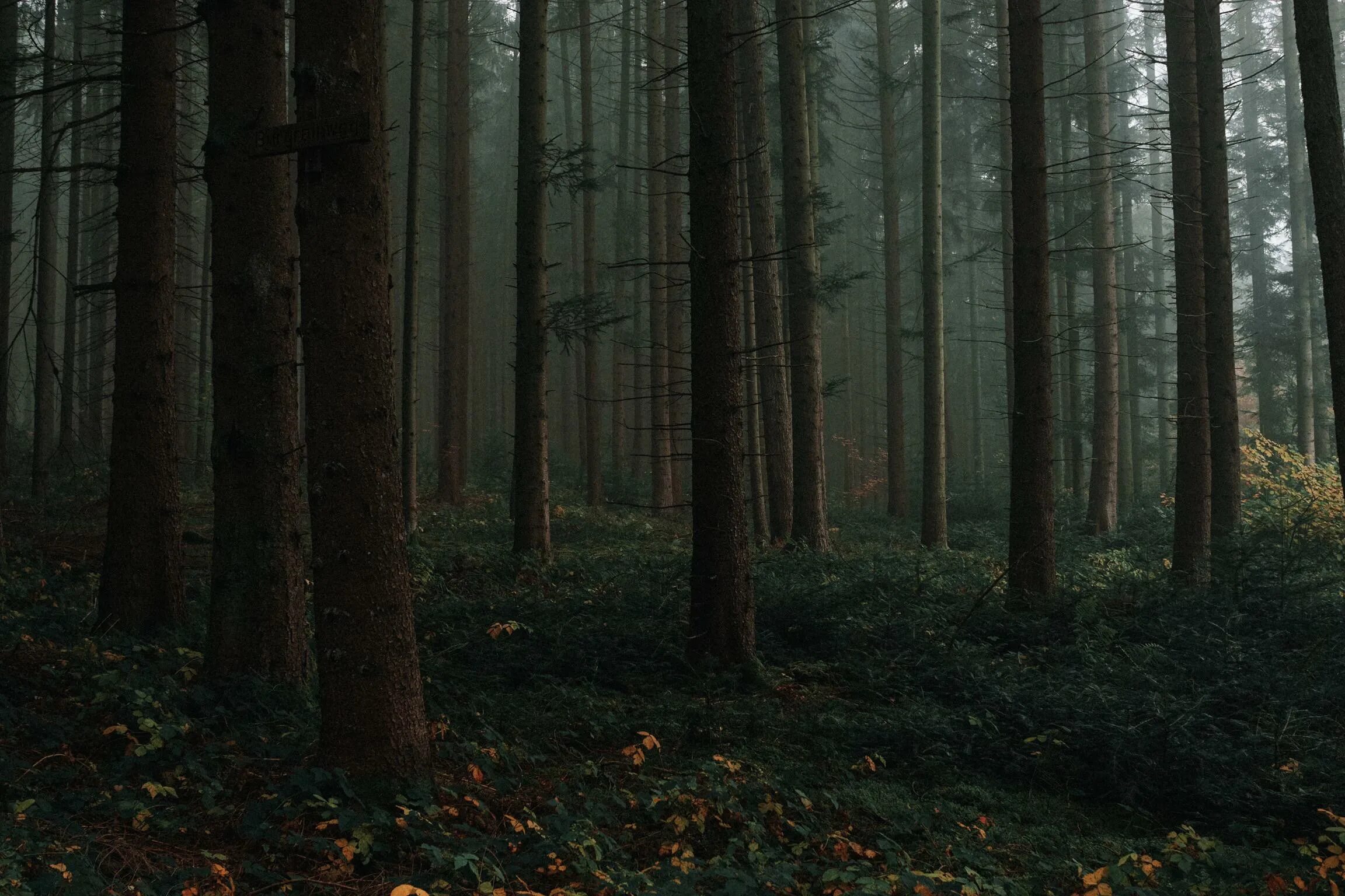 Самый черный лес. Шварцвальд темный лес. Лес Шварцвальд Эстетика. Тёмный лес Шварцвальд Германия. Шварцвальд черный лес загадочный лес.