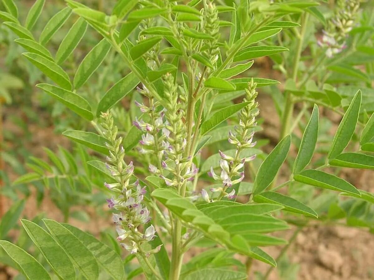 Солодка 7 букв. Glycyrrhiza glabra корень солодки. Лакрица растение. Glycyrrhiza glabra препараты. Glycyrrhiza glabra l..