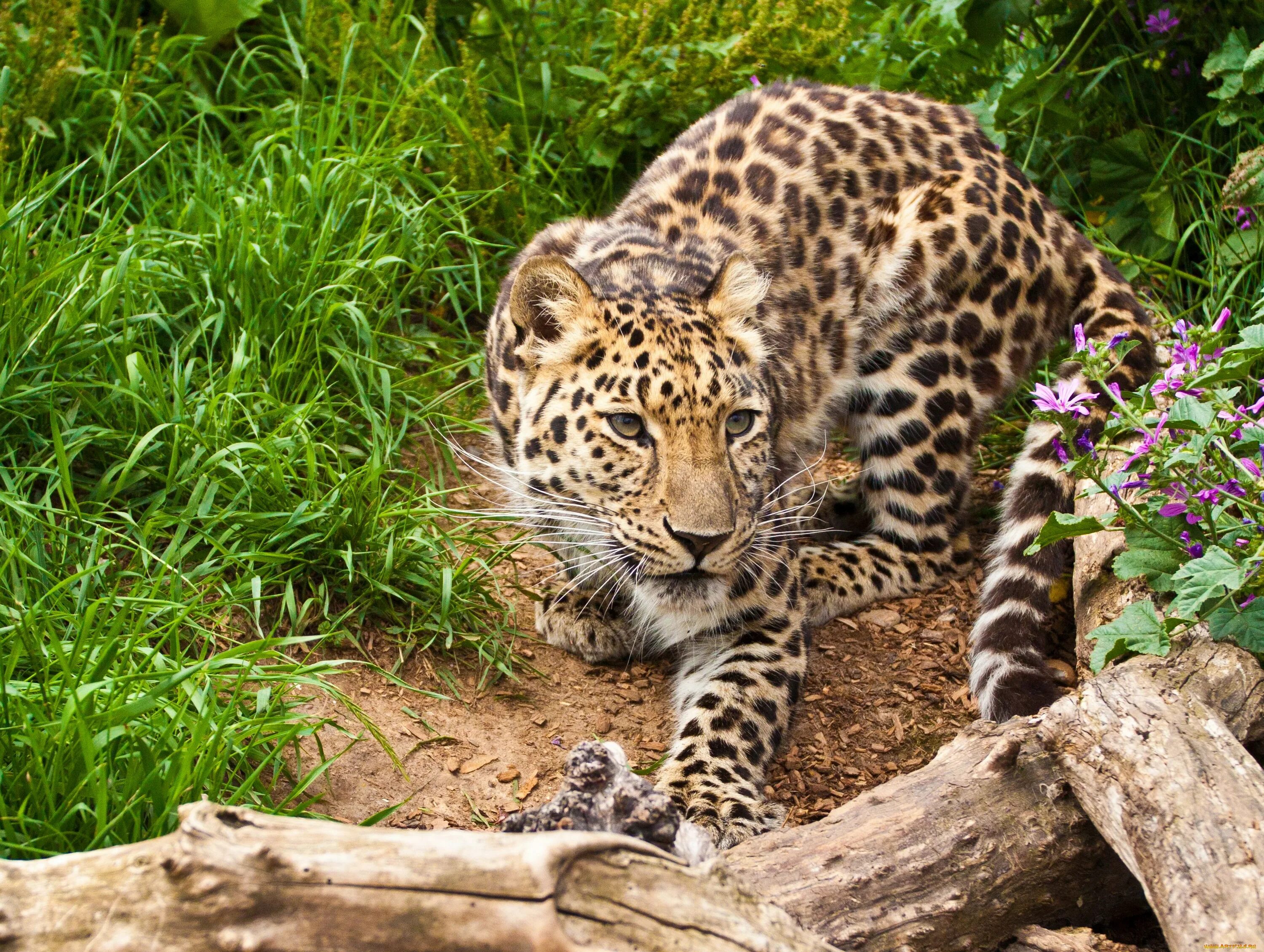 Леопард Оцелот Ягуар. Азиатский леопард – Оцелот. Оцелот в зоопарке. Оцелот альбинос. Дикие животные леопарды
