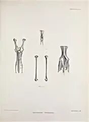Сделайте анализ терминов по тэ osteologia pathologia