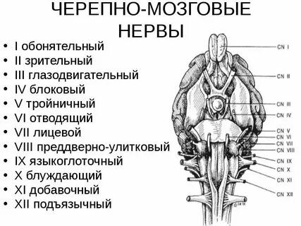 Черепные нервы какая нервная система