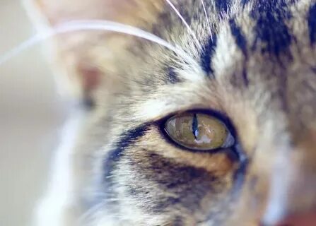 Плохие глаза у кота