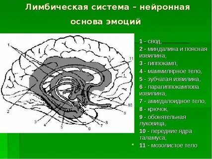 Зубчатая извилина гиппокампа