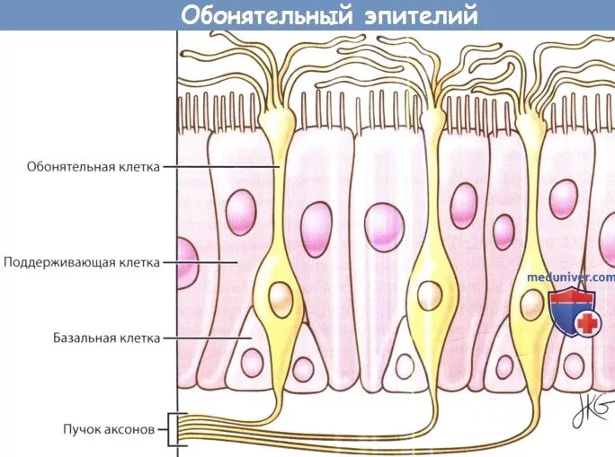 Обонятельные рецепторные клетки. Схема строения обонятельного эпителия. Обонятельный эпителий ольфакторные клетки. Обонятельный эпителий гистология. Волосковые клетки обонятельные рецепторы.