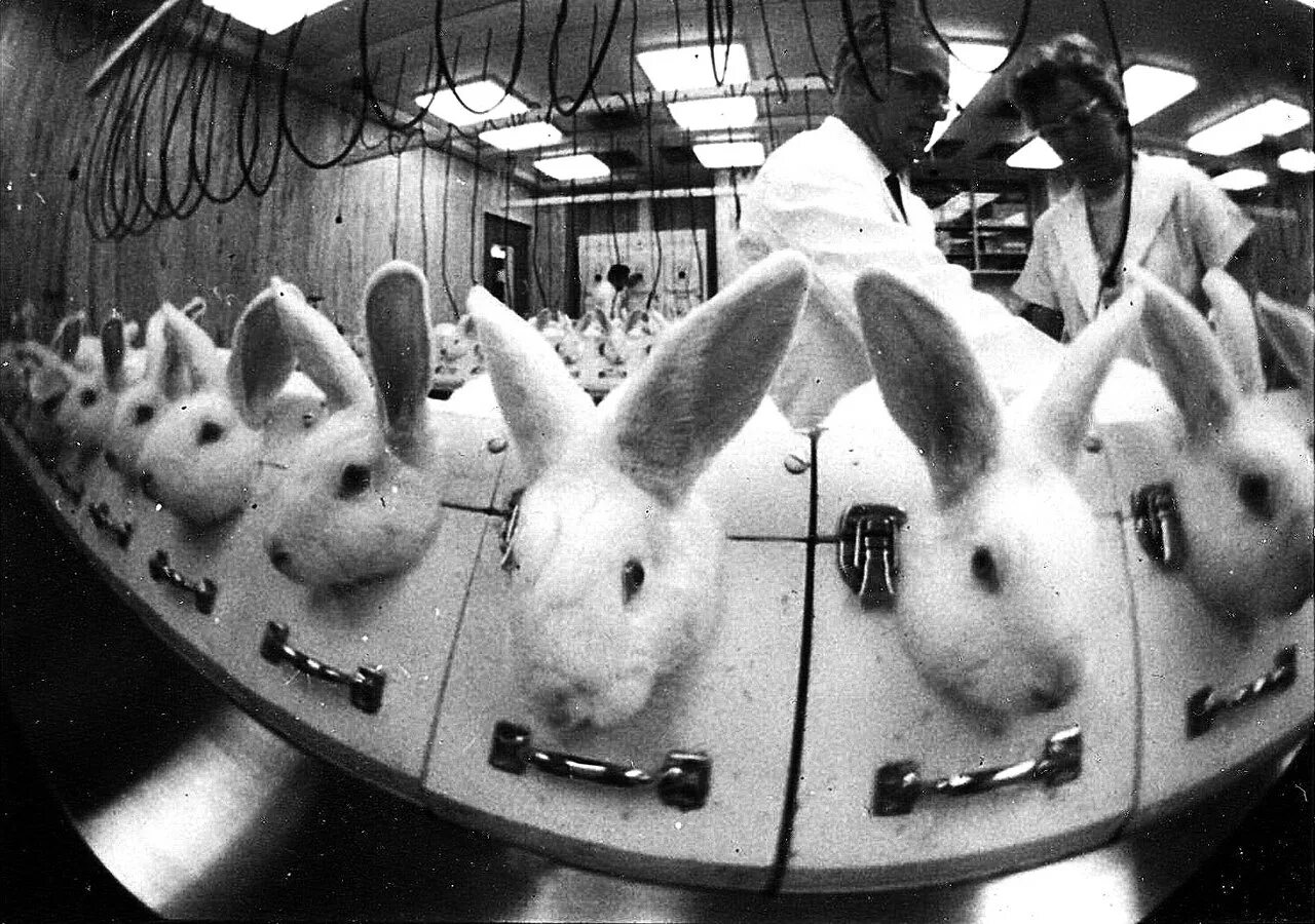 Как тестируют на животных. Косметику тестируют на животных. тестирование косметики на животных. тестируют косметику на живот. испытание косметики на животных.
