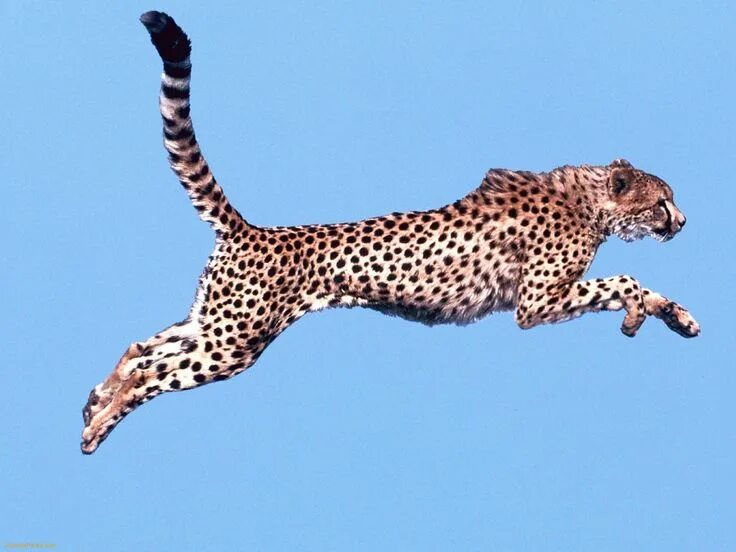 What Kind of Environment Does a Cheetah Live In? Sciencing