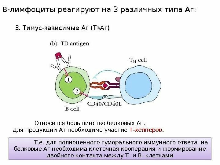 Т зависимый иммунный ответ. Клеточная кооперация в иммунном ответе. клеточный и гуморальный иммунный ответ. кооперация клеток в клеточном иммунном ответе. клеточные кооперации это.