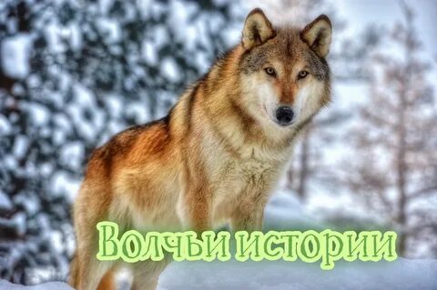 Волк красивое животное