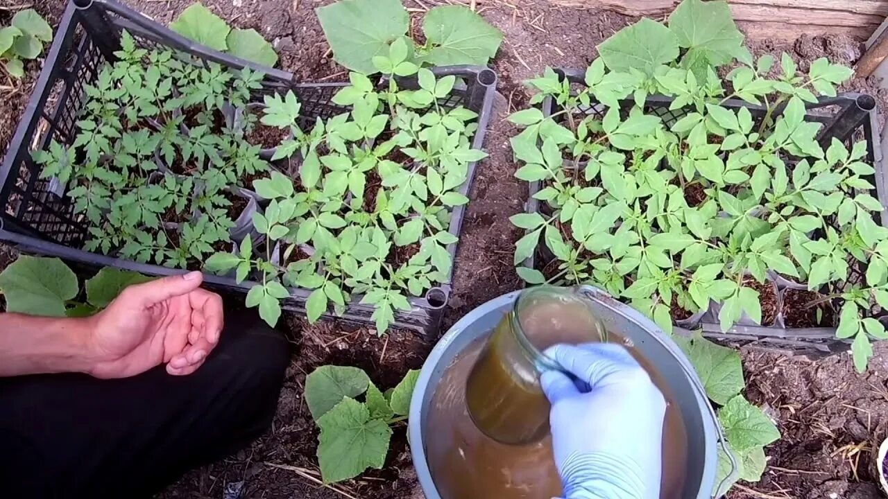 Как сделать подкормку для рассады. Удобрение для рассады. подкармливаем рассаду. рассада удобрение для рассады. подкормка рассады огурца.