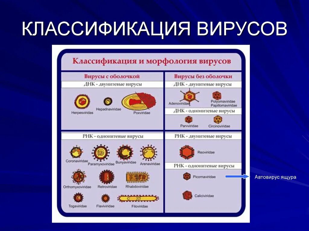 Характеристика вирусов и бактерий