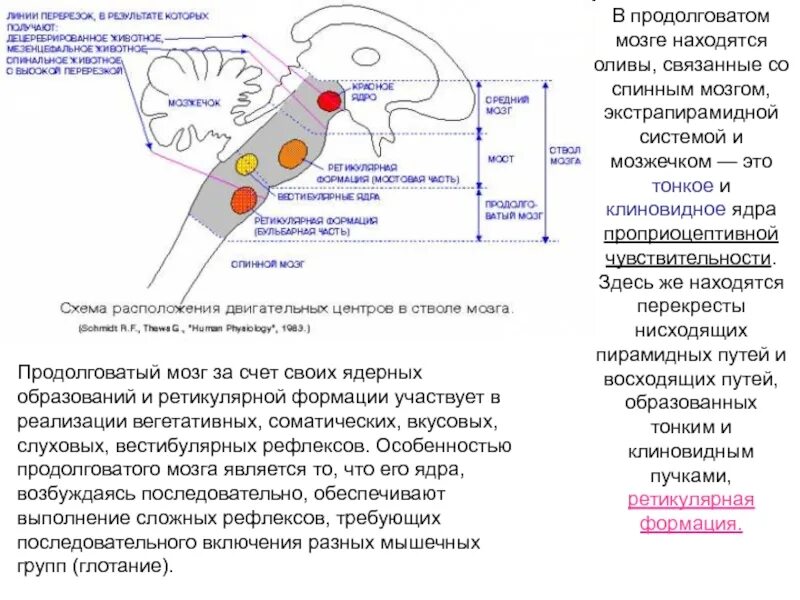 Функция ядра оливы продолговатого мозга:. Ядро оливы продолговатого мозга. Ядра оливы продолговатого мозга располагаются. Тонкое ядро продолговатого мозга функции.