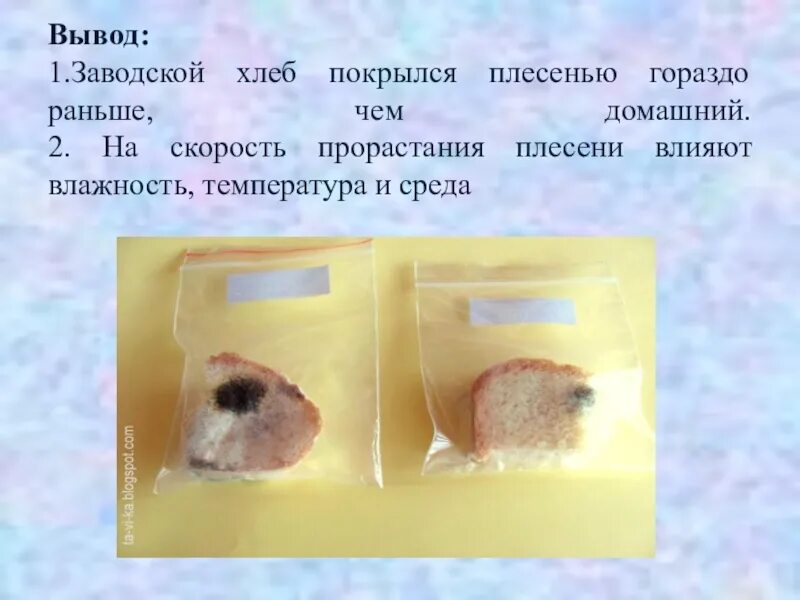 Известно что для развития плесени. Эксперимент с хлебом и плесенью. Условия прорастания плесени. Опыт с хлебом и плесенью. Презентации по плесени в хлебе.