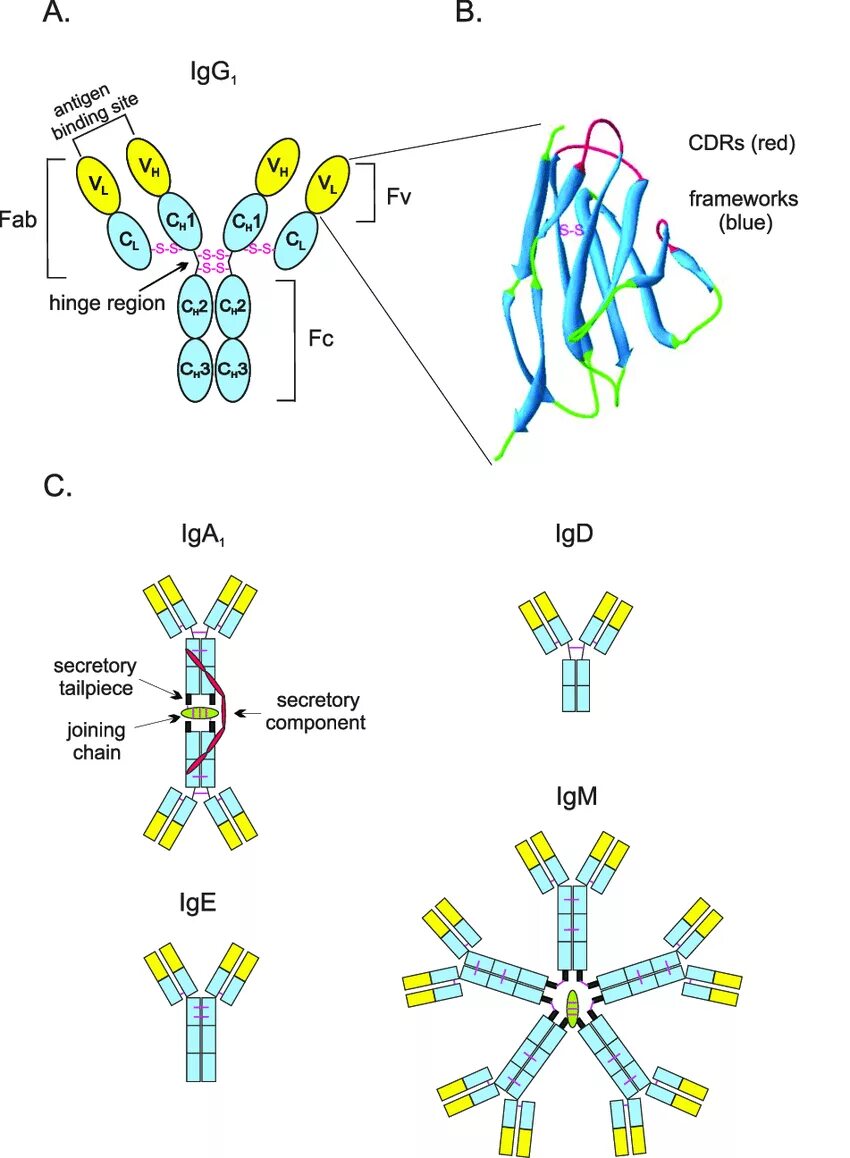 Иммуноглобулин g igg. IGG structure. IGG рисунок. Схема иммуноглобулина биохимия. Antibody IGM structure.
