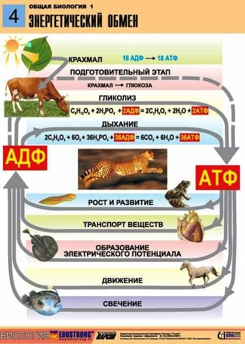 Энергетический обмен общая биология. Плакаты по общей биологии. Метаболизм ЕГЭ биология. Таблицы по общей биологии 10-11 класс. Подготовительный этап белки