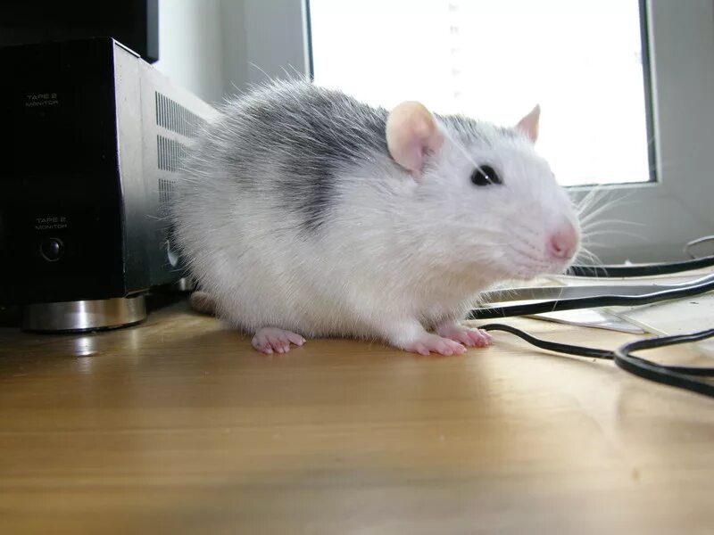 крыса голубой агути. серая крыса пасюк. декоративная крыса пасюк. серая крыса пасюк. 2 крыски белая и черная.