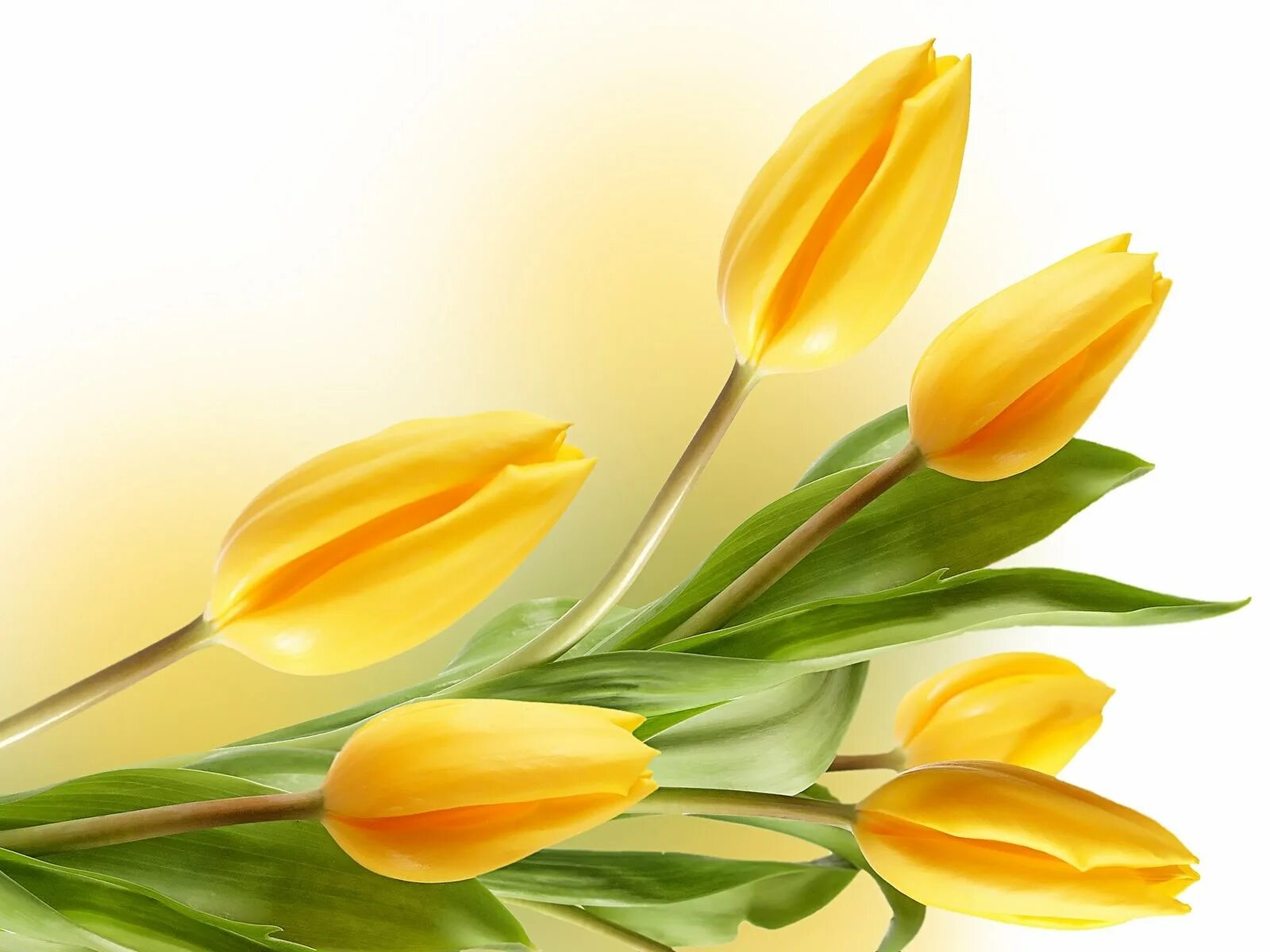 Butterfly желтые тюльпаны 234. Желтые тюльпаны ремикс. Фон рабочего стола желтые тюльпаны. Желтые тюльпаны ремикс. Наташа королёва жёлтые тюльпаны.