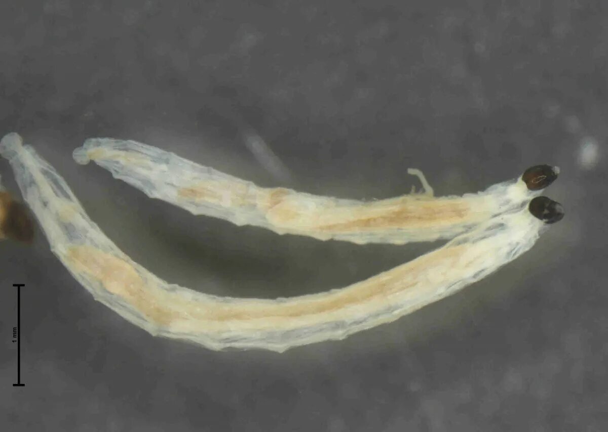 Мушки сциариды грибной комарик. Личинки мошки сциариды. Личинка грибного комарика. Личинки мошки сциариды. Личинки грибного комарика (сциариды.