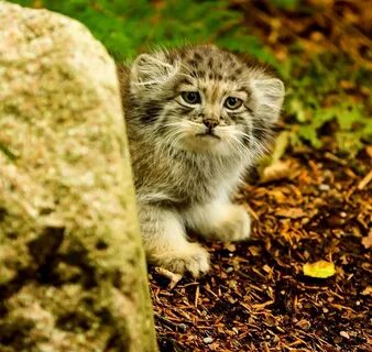 Сколько котенок манула