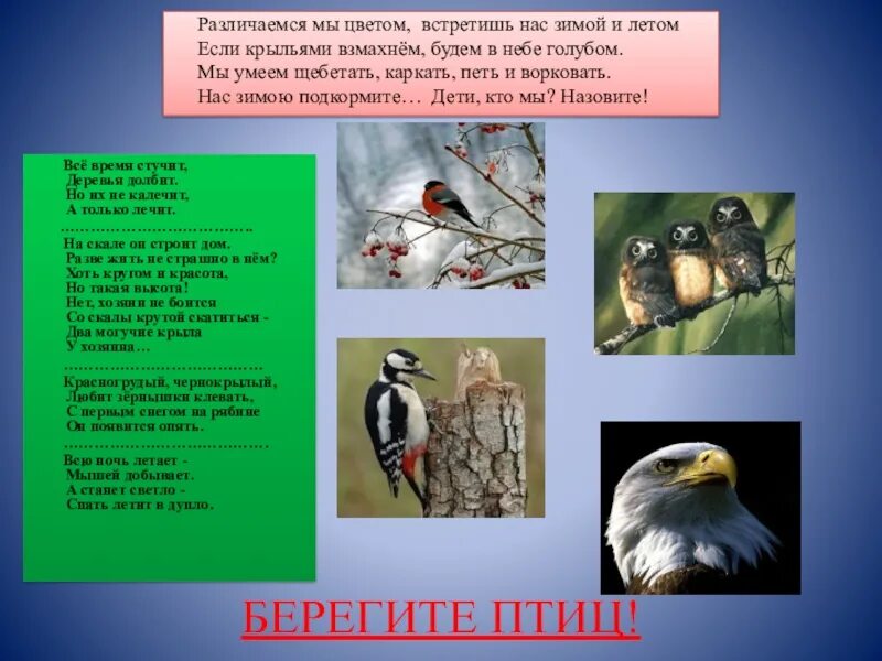Берегите птиц берегите природу. Берегите птиц летом. берегите птиц одежда. ознакомление с миром природы птицы. евтушенко берегите птиц.