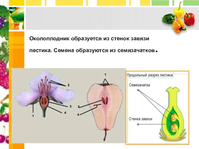 Какая часть плода развивается из стенок завязи. Стенки завязи околоплодник. Плод околоплодник семя. Оклоплодник стенки завези. Строение плода околоплодник.